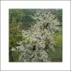 Cercis Canadensis Vanilla Twist - Gainier Du Canada Pleureur Blanc 1 Cercis Canadensis Vanilla Twist - Gainier Du Canada Pleureur Blanc -Promesse Fleurs Boutique Cercis canadensis Vanilla Twist 83992 1