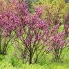 Cercis Chinensis Avondale - Arbre De Judée -Promesse Fleurs Boutique Cercis chinensis Avondale 0537003 1