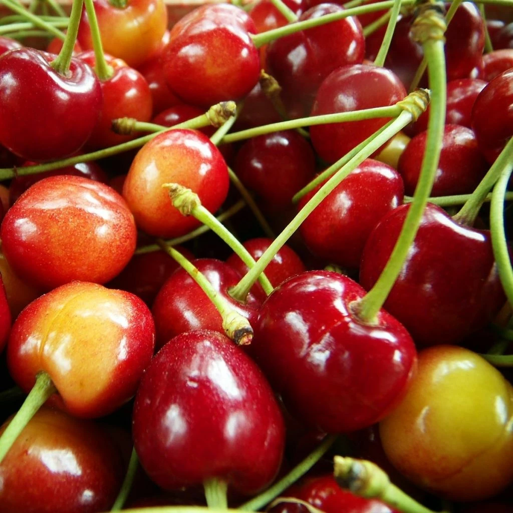 Cerisier Bigarreau Coeur De Pigeon Bio 3 Cerisier Bigarreau Coeur De Pigeon Bio