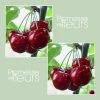 Cerisier Bigarreau Reverchon 1 Cerisier Bigarreau Reverchon -Promesse Fleurs Boutique Cerisier Bigarreau Reverchon 78063 1