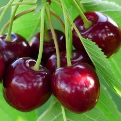 Cerisier Bigarreau Burlat Bio