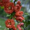 Cognassier Du Japon - Chaenomeles Speciosa Mango Storm -Promesse Fleurs Boutique Chaenomeles speciosa Mango Storm 81418 1