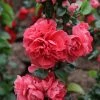 Cognassier Du Japon Pink Storm - Chaenomeles Speciosa -Promesse Fleurs Boutique Chaenomeles speciosa Pink Storm 82557 1