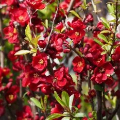 Cognassier Du Japon - Chaenomeles X Superba Etna