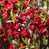 Cognassier Du Japon - Chaenomeles X Superba Hollandia