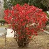Cognassier Du Japon - Chaenomeles X Superba Texas Scarlet 2 Cognassier Du Japon - Chaenomeles X Superba Texas Scarlet -Promesse Fleurs Boutique Chaenomeles x superba Texas Scarlet 100242 1 1