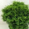 Cyprès De Lawson - Chamaecyparis Lawsoniana Twisted Ball 2 Cyprès De Lawson - Chamaecyparis Lawsoniana Twisted Ball -Promesse Fleurs Boutique Chamaecyparis lawsoniana Twisted Ball 622002 1