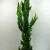 Chamaecyparis Lawsoniana Yellow Spire - Cyprès De Lawson Nain -Promesse Fleurs Boutique Chamaecyparis lawsoniana Yellow Spire 623002 1