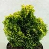 Chamaecyparis Obtusa Andorra - Faux Cyprès Hinoki Du Japon -Promesse Fleurs Boutique Chamaecyparis obtusa Andorra 624002 1
