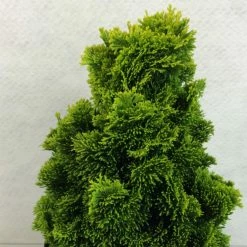Chamaecyparis Obtusa Aurora - Faux Cyprès Hinoki Du Japon Nain