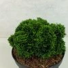 Faux Cyprès Du Japon - Chamaecyparis Obtusa Juniperoides -Promesse Fleurs Boutique Chamaecyparis obtusa Juniperoides 630002 1