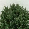 Chamaecyparis Thyoides Blue Rock 1 Chamaecyparis Thyoides Blue Rock -Promesse Fleurs Boutique Chamaecyparis thyoides Versent Blue Rock 648002 1