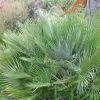Chamaerops Humilis Compacta - Palmier Nain -Promesse Fleurs Boutique Chamaerops humilis Compacta 83256 1