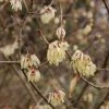 Chimonanthus Praecox Grandiflorus -Promesse Fleurs Boutique Chimonanthus praecox Grandiflorus 82345 1
