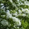 Chionanthus Retusus - Arbre De Neige -Promesse Fleurs Boutique Chionanthus retusus 83996 1