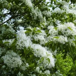 Chionanthus Retusus - Arbre De Neige