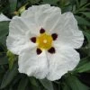 Cistus Alan Fradd - Ciste Pourpre à Fleurs Blanches. -Promesse Fleurs Boutique Cistus Alan Fradd 83037 1