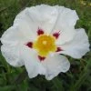 Cistus (x) Loretii - Ciste à Feuilles étroites 2 Cistus (x) Loretii - Ciste à Feuilles étroites -Promesse Fleurs Boutique Cistus x loretii 83260 1