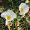 Cistus Corbariensis Rospico - Ciste Des Corbières Panaché. -Promesse Fleurs Boutique Cistus corbariensis Rospico 83261 1