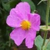 Cistus Creticus - Ciste De Crète -Promesse Fleurs Boutique Cistus creticus 781978 1