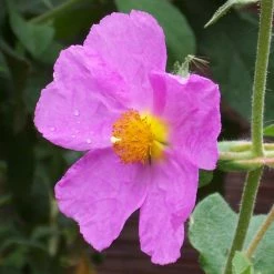 Cistus Creticus - Ciste De Crète