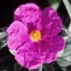 Cistus Pulverulentus Sunset - Ciste Pulvérulent -Promesse Fleurs Boutique Cistus pulverulentus Sunset 7901 1