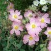 Ciste Silver Pink - Cistus Argenteus 1 Ciste Silver Pink - Cistus Argenteus -Promesse Fleurs Boutique Cistus silver pink 87806 1
