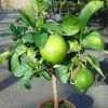 Pamplemousse (Pomelo) - Citrus (x) Paradisi -Promesse Fleurs Boutique Citrus x paradisi 83410 1