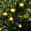 Citrus Ichangensis - Ichang Papeda -Promesse Fleurs Boutique Citrus ichangensis 83267 1
