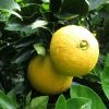 Oranger - Citrus Sinensis Washington Navel -Promesse Fleurs Boutique Citrus sinensis Washington Navel 85032 1