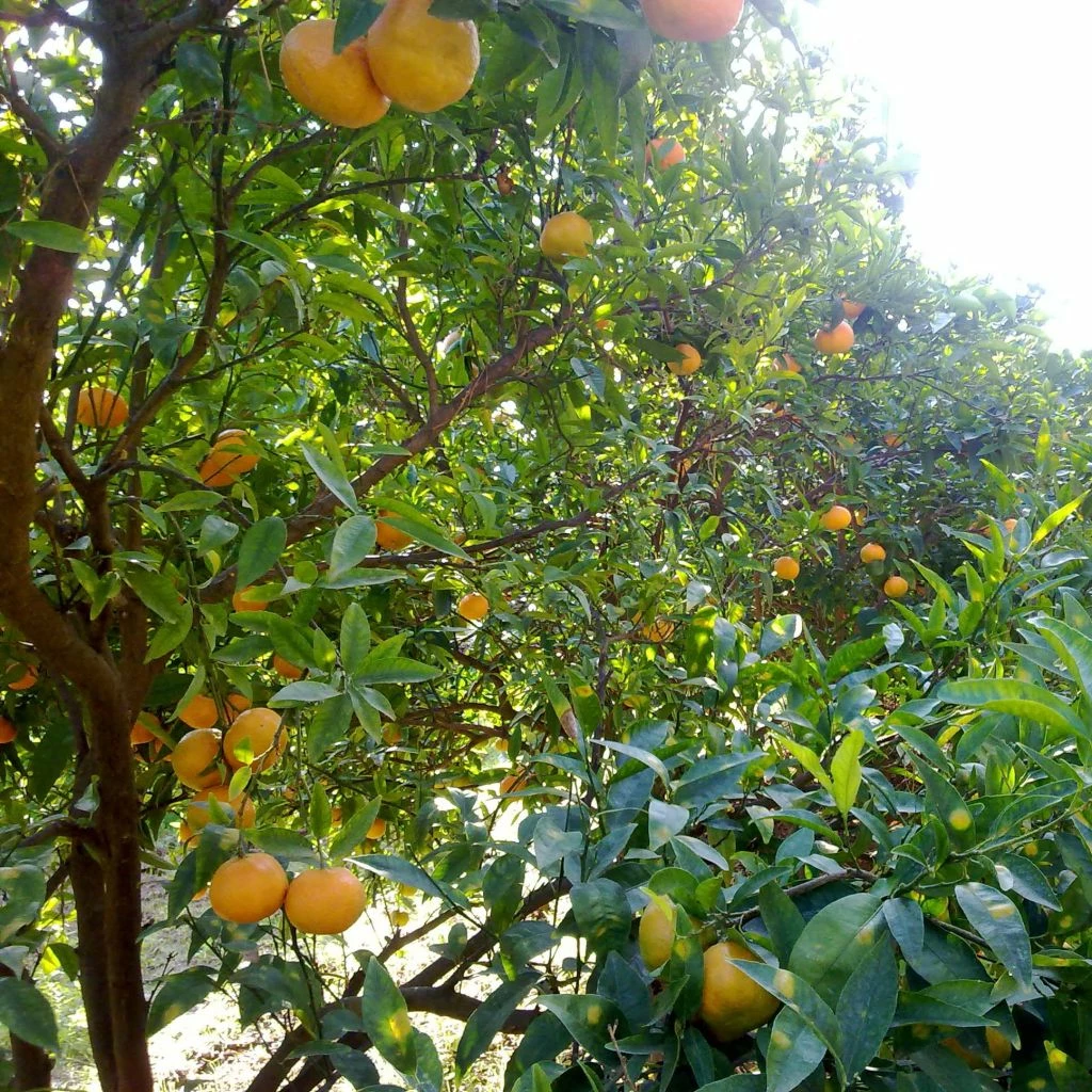 Mandarinier Satsuma - Citrus Unshiu 3 Mandarinier Satsuma - Citrus Unshiu