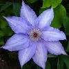 Clématite - Clematis Alice Fisk -Promesse Fleurs Boutique Clematis Alice Fisk 878092 1