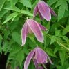 Clématite - Clematis Alpina Ruby -Promesse Fleurs Boutique Clematis Alpina Ruby 67805 1