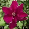 Clématite - Clematis Ernest Marckham 2 Clématite - Clematis Ernest Marckham -Promesse Fleurs Boutique Clematis Ernest Marckham 681496 1