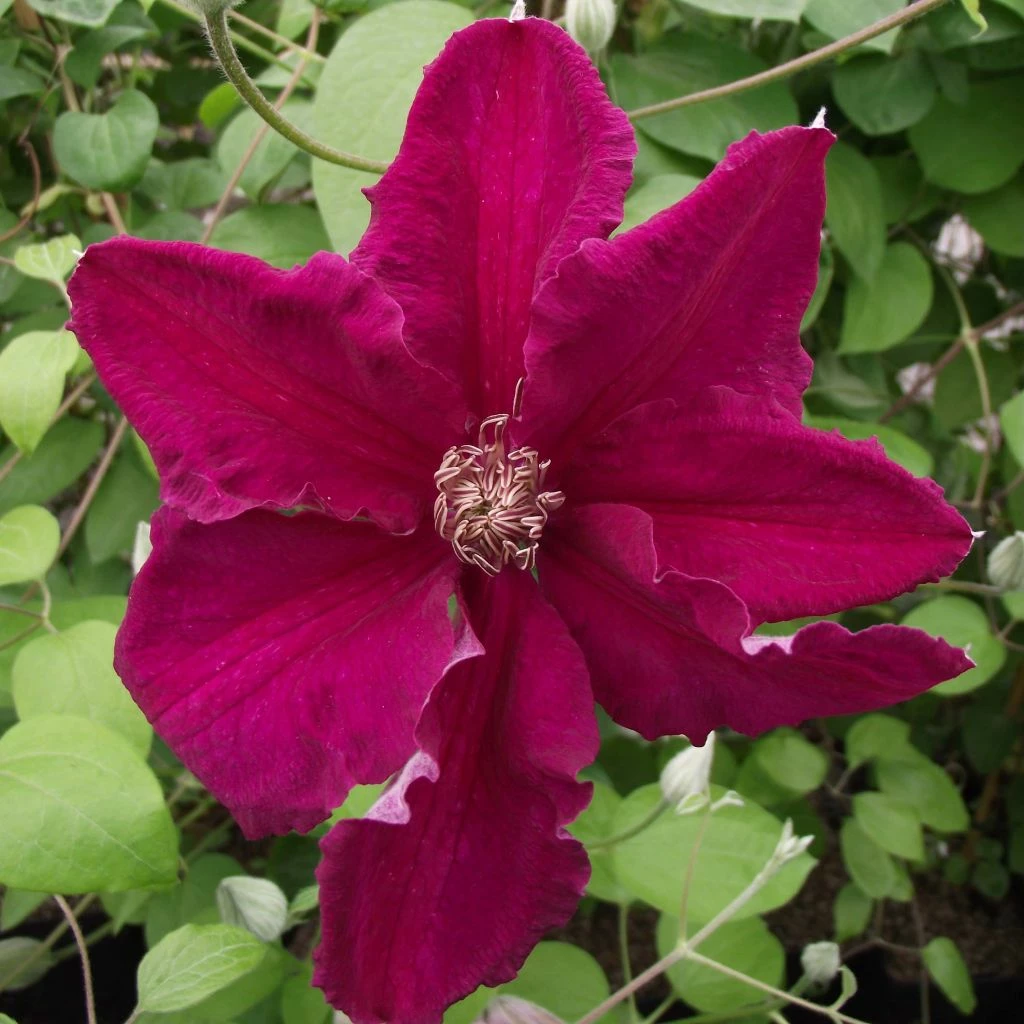 Clématite - Clematis Ernest Marckham 3 Clématite - Clematis Ernest Marckham