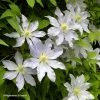 Clématite - Clematis Etoile Nacrée -Promesse Fleurs Boutique Clematis Etoile Nacree 87833 1