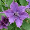 Clématite - Clematis Guiding Promise 1 Clématite - Clematis Guiding Promise -Promesse Fleurs Boutique Clematis Guiding promise evipo053 IF 87839 1 1