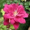 Clématite - Clematis Red Star -Promesse Fleurs Boutique Clematis Red Star 1011661 1