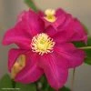 Clématite - Clematis SUCCESS Magenta -Promesse Fleurs Boutique Clematis SUCCESS Magenta Tra73 84882 1