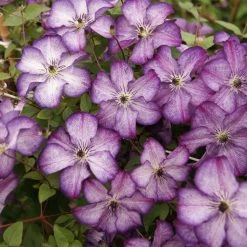 Clématite - Clematis Super Nova