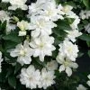 Clématite - Clematis Diversifolia White Arabella -Promesse Fleurs Boutique Clematis diversifolia White Arabella 89513 1