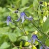 Clématite Integrifolia - Clematis Integrifolia Blue Boy Livré En Hauteur 60 Cm En Pot De 1,5l/2l