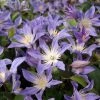 Clématite - Clematis Integrifolia Blue River -Promesse Fleurs Boutique Clematis integrifolia Blue River IF 1009691 1