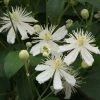 Clématite - Clematis Mandshurica -Promesse Fleurs Boutique Clematis mandshurica 67862 2