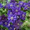 Clématite Italienne - Clematis Viticella Happy Birthday -Promesse Fleurs Boutique Clematis viticella Happy Birthday IF 1011341 1