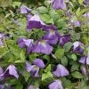Clématite Italienne - Clematis Viticella Little Bas -Promesse Fleurs Boutique Clematis viticella Little Bas IF 1011351 1