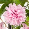 Clématite - Clematis Multi Pink -Promesse Fleurs Boutique Clematite Clematis Multi Pink 889370 1