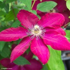 Clématite - Clematis Solidarnosc