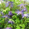 Clématite - Clematis Alpina 1 Clématite - Clematis Alpina -Promesse Fleurs Boutique Clematite Clematis alpina 87828 1
