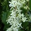 Clématite - Clematis Armandii Little White Charm 1 Clématite - Clematis Armandii Little White Charm -Promesse Fleurs Boutique Clematite Clematis armandii Little White Charm IF 6813641 1